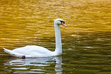 亚马逊正开发新的MOBA游戏 可能采用虚幻5引擎