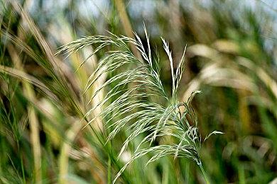 《Critter Crops》发售日预告 4月15日推出